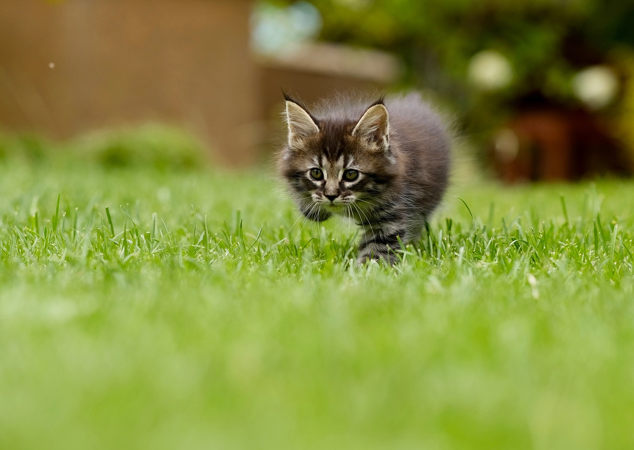 kitten learning to hunt